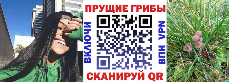 закладки  Комсомольск-на-Амуре  Галлюциногенные грибы Psilocybe 